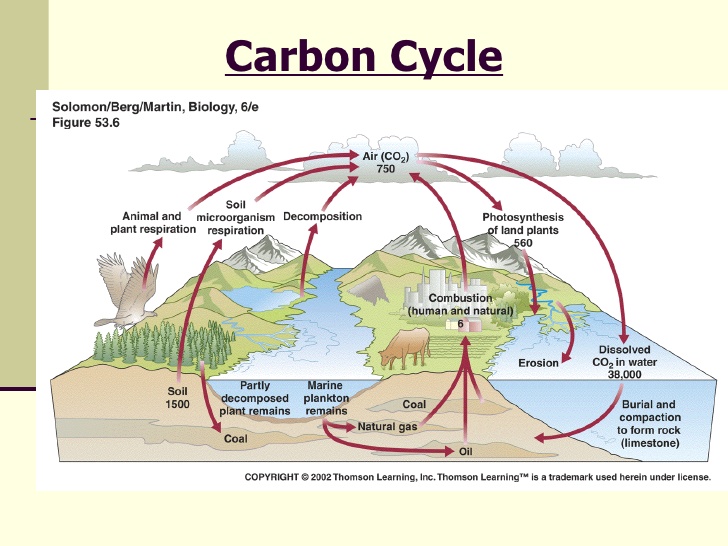 the carbon cycle